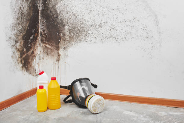 Best Black Mold Removal  in Glen Alpine, NC