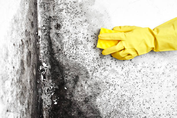 Professional Mold Removal in Glen Alpine, NC