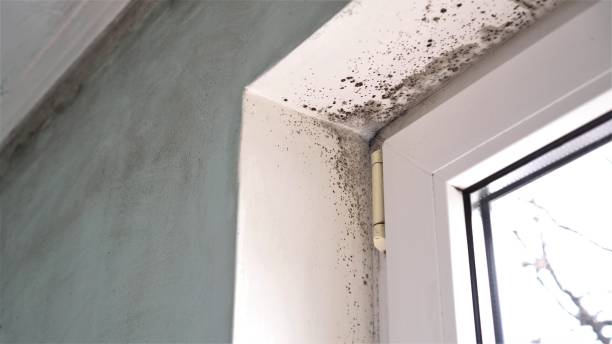 Office Mold Removal Services in Glen Alpine, NC