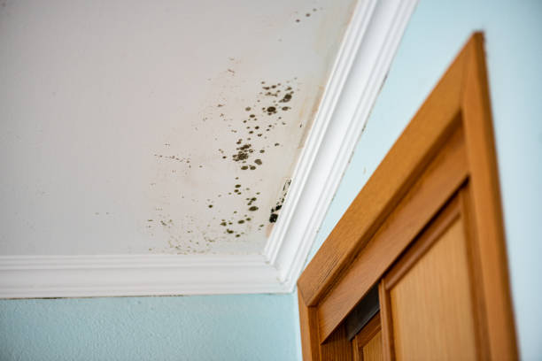 Best Home Mold Removal  in Glen Alpine, NC