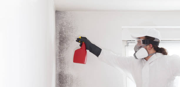 Best Attic Mold Removal  in Glen Alpine, NC