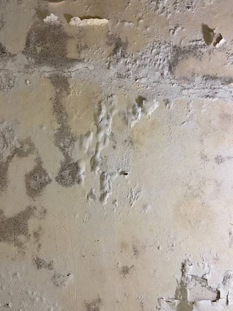Best Certified Mold Removal  in Glen Alpine, NC