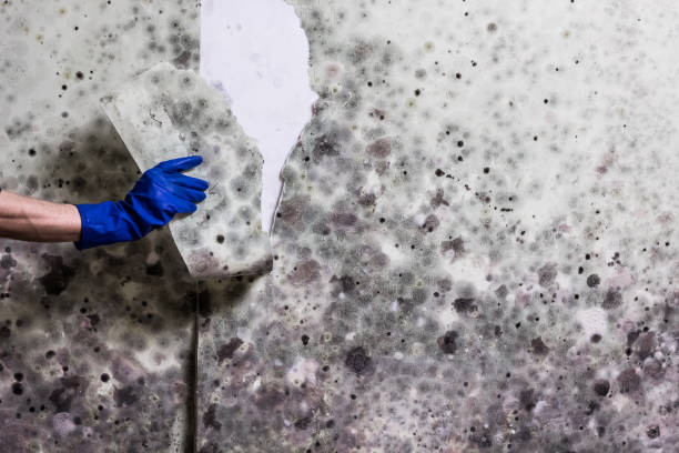 Best Emergency Mold Removal  in Glen Alpine, NC
